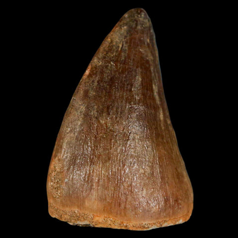 1.8" Mosasaur Prognathodon Fossil Tooth Cretaceous Dinosaur Era COA & Stand - Fossil Age Minerals