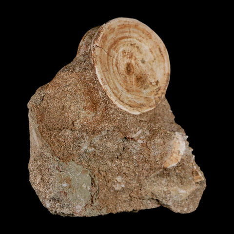 40MM Otodus Obliquus Shark Vertebrae Fossil Bone In Matrix Morocco COA - Fossil Age Minerals