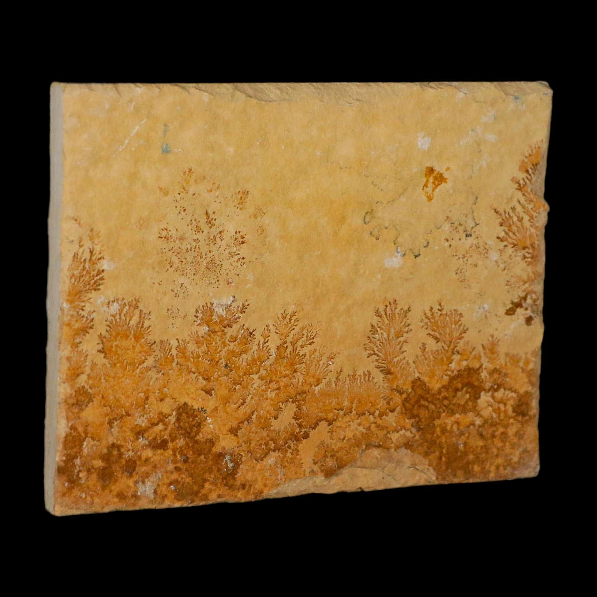 3.1" Pyrolusite Dendritic Limestone Solnhofen Upper Jurassic Age West Germany - Fossil Age Minerals