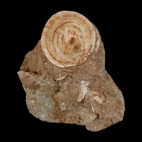 40MM Otodus Obliquus Shark Vertebrae Fossil Bone In Matrix Morocco COA - Fossil Age Minerals