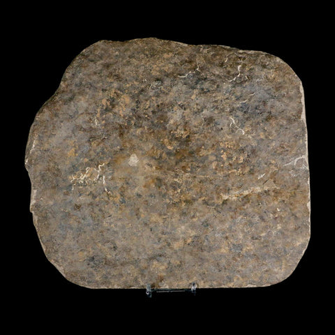 5.2" Grallator Variabilis Dinosaurs Tracks Foot Prints Jurassic Age France COA, Stand