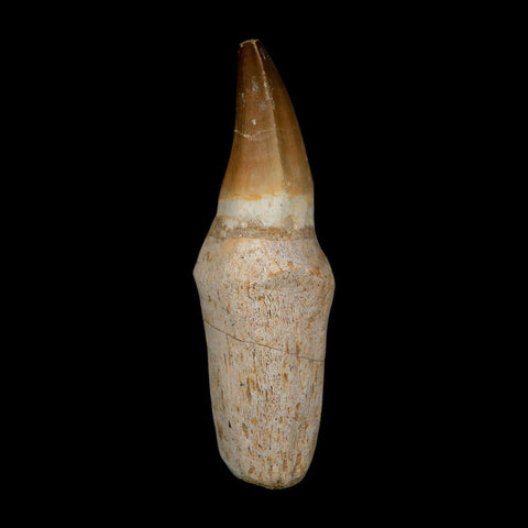 XL 5.1" Mosasaur Prognathodon Fossil Tooth Rooted Cretaceous Dinosaur Era COA