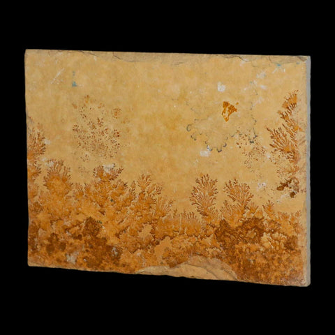3.1" Pyrolusite Dendritic Limestone Solnhofen Upper Jurassic Age West Germany - Fossil Age Minerals