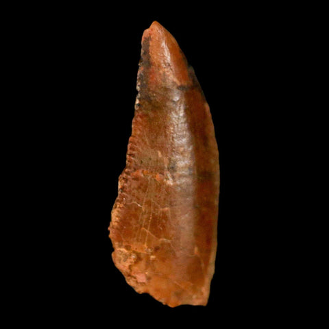 0.8" Abelisaur Serrated Tooth Fossil Cretaceous Age Dinosaur Morocco COA, Display - Fossil Age Minerals