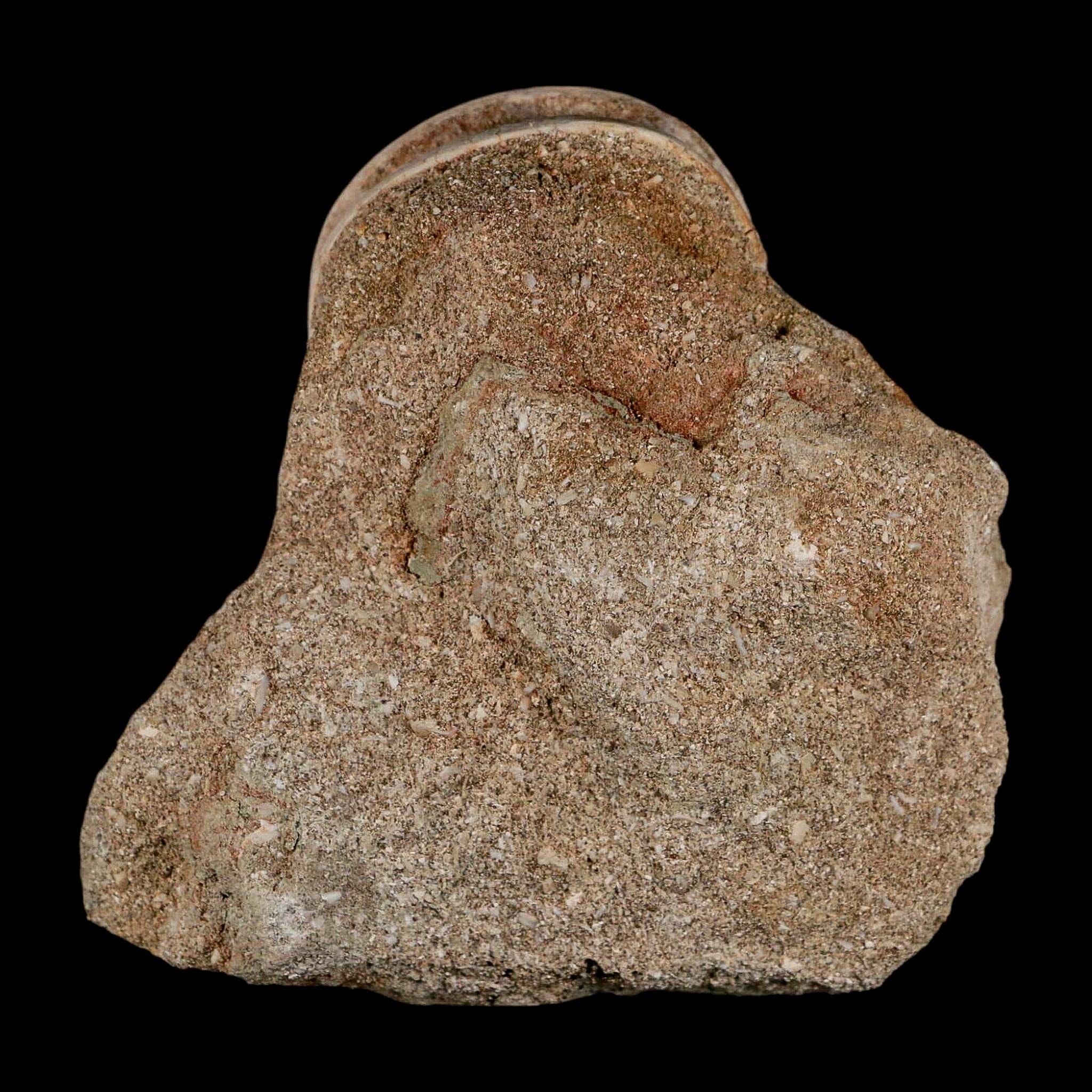 40MM Otodus Obliquus Shark Vertebrae Fossil Bone In Matrix Morocco COA - Fossil Age Minerals