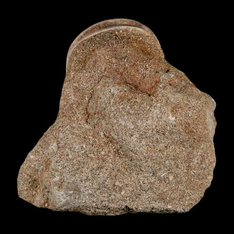 40MM Otodus Obliquus Shark Vertebrae Fossil Bone In Matrix Morocco COA - Fossil Age Minerals