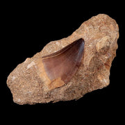 1.4" Mosasaur Prognathodon Fossil Tooth In Matrix Cretaceous Dinosaur Era COA