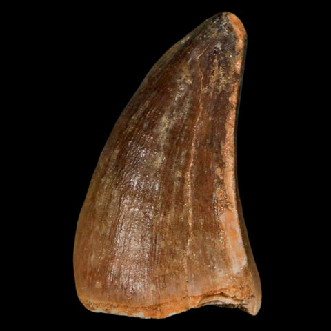 1.8" Mosasaur Prognathodon Fossil Tooth Cretaceous Dinosaur Era COA & Stand - Fossil Age Minerals