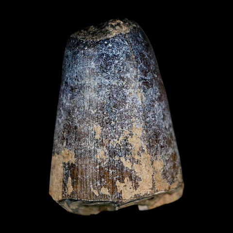 1.6" Sarcosuchus Imperator Crocodile Fossil Tooth Elrhaz FM Cretaceous Niger COA