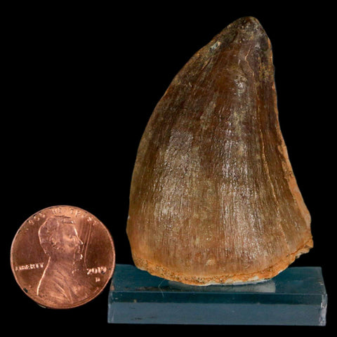 1.8" Mosasaur Prognathodon Fossil Tooth Cretaceous Dinosaur Era COA & Stand - Fossil Age Minerals