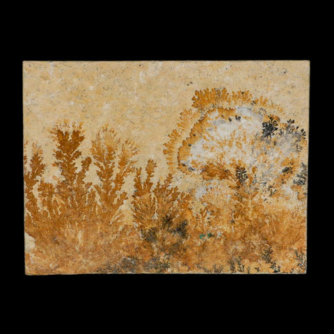 3.1" Pyrolusite Dendritic Limestone Solnhofen Upper Jurassic Age West Germany - Fossil Age Minerals
