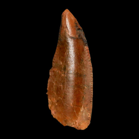 0.8" Abelisaur Serrated Tooth Fossil Cretaceous Age Dinosaur Morocco COA, Display - Fossil Age Minerals