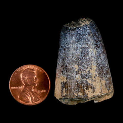 1.6" Sarcosuchus Imperator Crocodile Fossil Tooth Elrhaz FM Cretaceous Niger COA