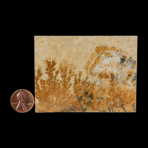 3.1" Pyrolusite Dendritic Limestone Solnhofen Upper Jurassic Age West Germany - Fossil Age Minerals