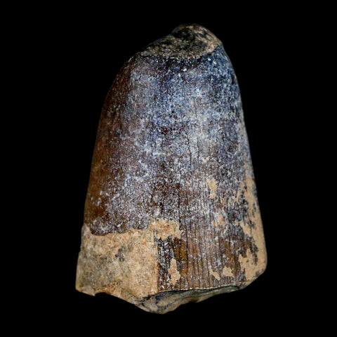 1.6" Sarcosuchus Imperator Crocodile Fossil Tooth Elrhaz FM Cretaceous Niger COA