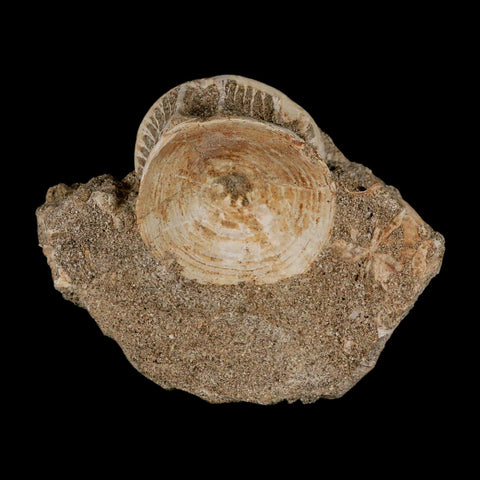 40MM Otodus Obliquus Shark Vertebrae Fossil Bone In Matrix Morocco COA - Fossil Age Minerals