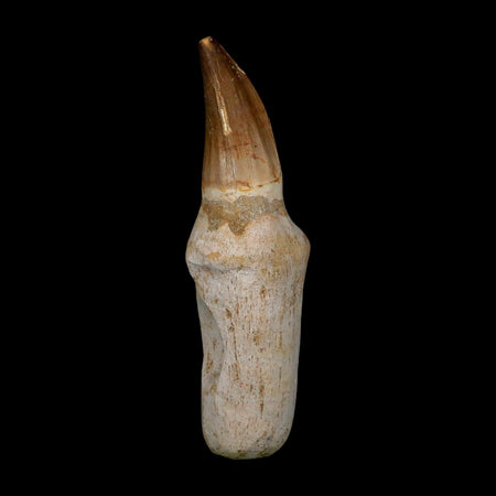 XL 4.7" Mosasaur Prognathodon Fossil Tooth Rooted Cretaceous Dinosaur Era COA