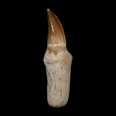 XL 4.7" Mosasaur Prognathodon Fossil Tooth Rooted Cretaceous Dinosaur Era COA