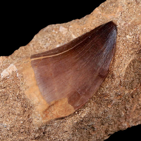 1.4" Mosasaur Prognathodon Fossil Tooth In Matrix Cretaceous Dinosaur Era COA