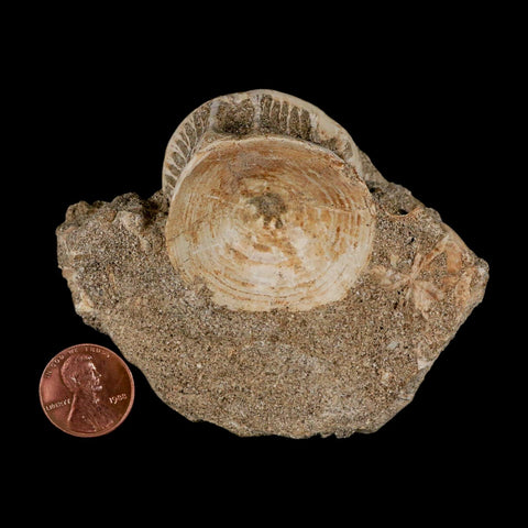 40MM Otodus Obliquus Shark Vertebrae Fossil Bone In Matrix Morocco COA - Fossil Age Minerals