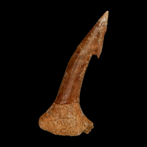 1.8" Sawfish Fossil Tooth Barb Onchopristis Numidus Cretaceous Dinosaur Era COA - Fossil Age Minerals