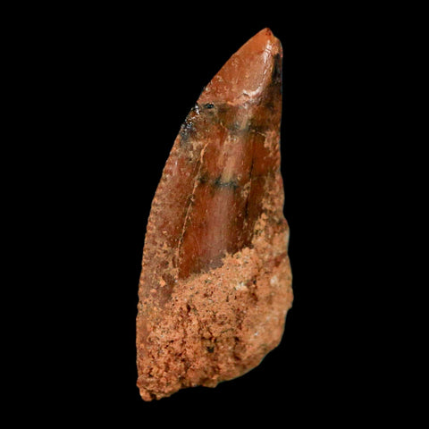 0.8" Abelisaur Serrated Tooth Fossil Cretaceous Age Dinosaur Morocco COA, Display - Fossil Age Minerals