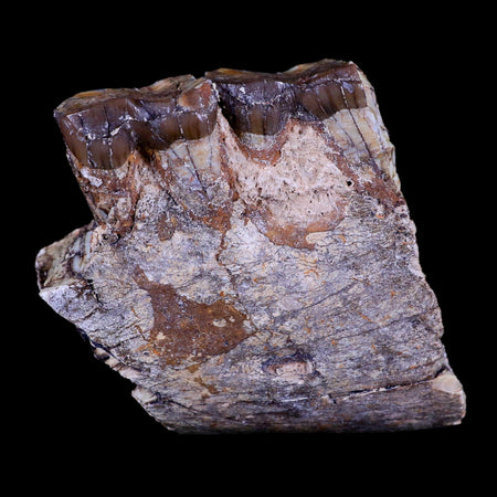 1.8" Running Rhino Hyracodon Nebrascensis Fossil Jaw Section Teeth SD Badlands COA