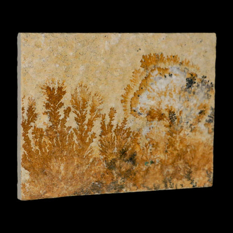 3.1" Pyrolusite Dendritic Limestone Solnhofen Upper Jurassic Age West Germany - Fossil Age Minerals