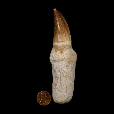 XL 4.7" Mosasaur Prognathodon Fossil Tooth Rooted Cretaceous Dinosaur Era COA
