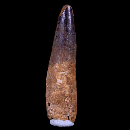 XL 3.4" Spinosaurus Fossil Tooth 100 Mil Yrs Old Cretaceous Dinosaur COA & Stand