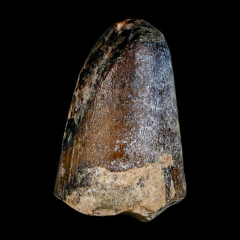 1.6" Sarcosuchus Imperator Crocodile Fossil Tooth Elrhaz FM Cretaceous Niger COA