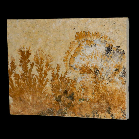 3.1" Pyrolusite Dendritic Limestone Solnhofen Upper Jurassic Age West Germany - Fossil Age Minerals