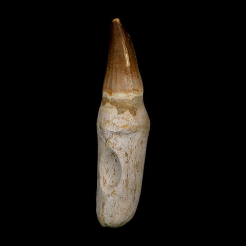 XL 4.7" Mosasaur Prognathodon Fossil Tooth Rooted Cretaceous Dinosaur Era COA