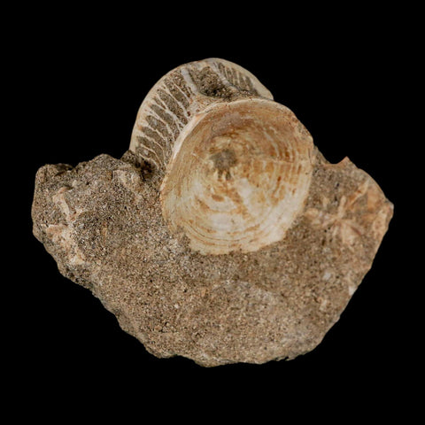 40MM Otodus Obliquus Shark Vertebrae Fossil Bone In Matrix Morocco COA - Fossil Age Minerals