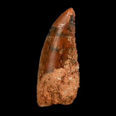0.8" Abelisaur Serrated Tooth Fossil Cretaceous Age Dinosaur Morocco COA, Display - Fossil Age Minerals