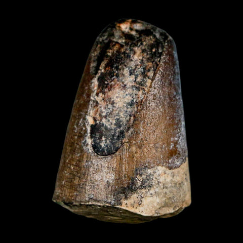 1.6" Sarcosuchus Imperator Crocodile Fossil Tooth Elrhaz FM Cretaceous Niger COA