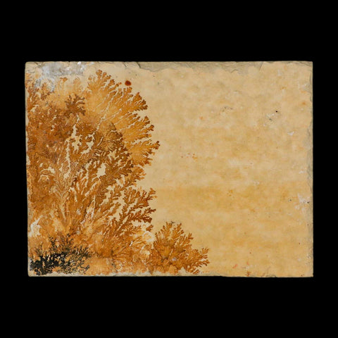 3.1" Pyrolusite Dendritic Limestone Solnhofen Upper Jurassic Age West Germany - Fossil Age Minerals