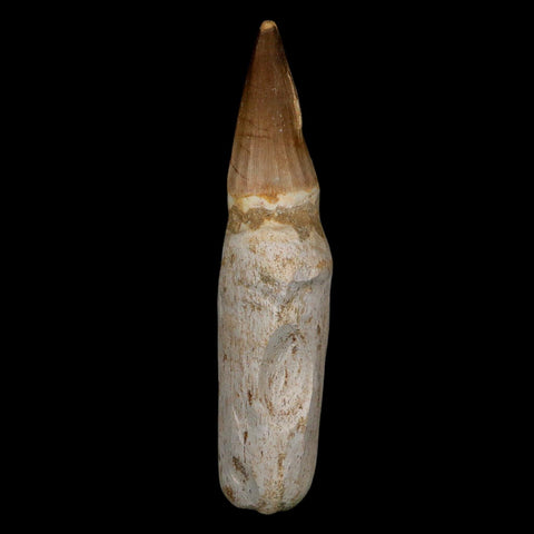 XL 4.7" Mosasaur Prognathodon Fossil Tooth Rooted Cretaceous Dinosaur Era COA