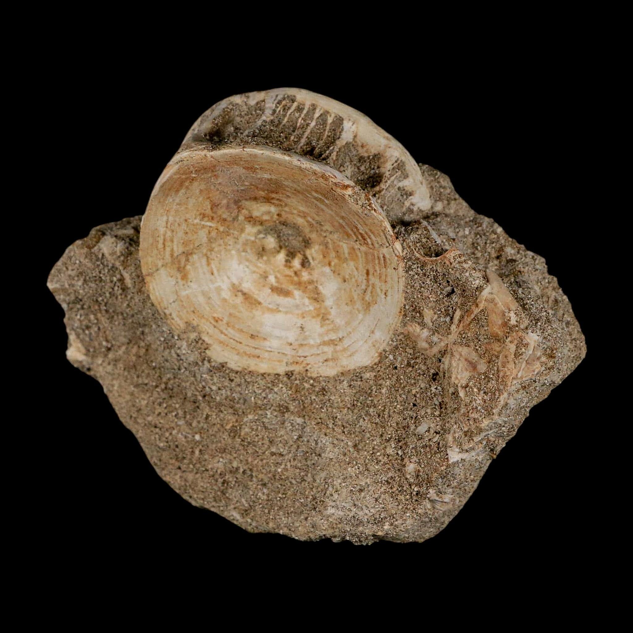 40MM Otodus Obliquus Shark Vertebrae Fossil Bone In Matrix Morocco COA - Fossil Age Minerals