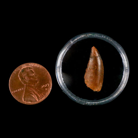 0.8" Abelisaur Serrated Tooth Fossil Cretaceous Age Dinosaur Morocco COA, Display - Fossil Age Minerals