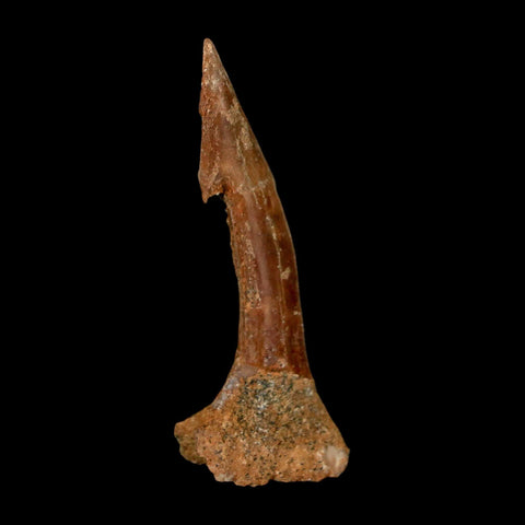 1.8" Sawfish Fossil Tooth Barb Onchopristis Numidus Cretaceous Dinosaur Era COA - Fossil Age Minerals