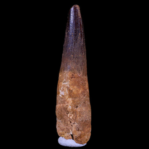 XL 3.4" Spinosaurus Fossil Tooth 100 Mil Yrs Old Cretaceous Dinosaur COA & Stand - Fossil Age Minerals
