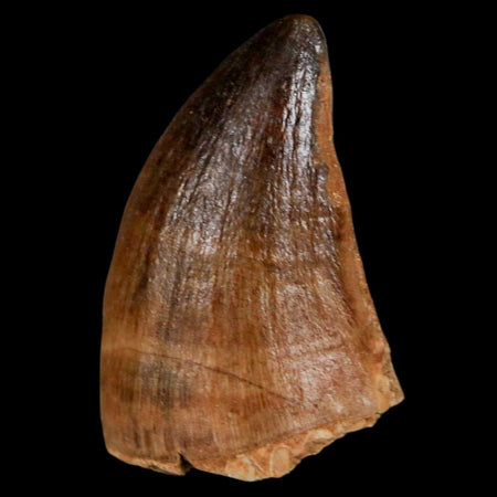 1.3" Mosasaur Prognathodon Fossil Tooth Cretaceous Dinosaur Era COA & Stand