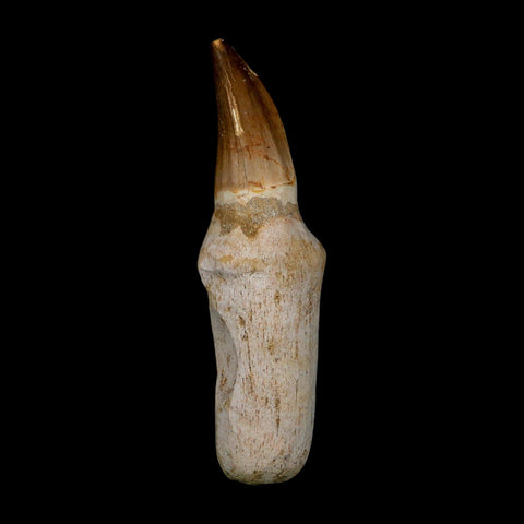XL 4.7" Mosasaur Prognathodon Fossil Tooth Rooted Cretaceous Dinosaur Era COA