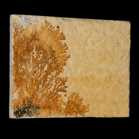 3.1" Pyrolusite Dendritic Limestone Solnhofen Upper Jurassic Age West Germany - Fossil Age Minerals