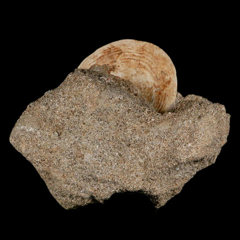 40MM Otodus Obliquus Shark Vertebrae Fossil Bone In Matrix Morocco COA - Fossil Age Minerals