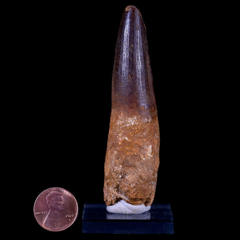 XL 3.4" Spinosaurus Fossil Tooth 100 Mil Yrs Old Cretaceous Dinosaur COA & Stand - Fossil Age Minerals