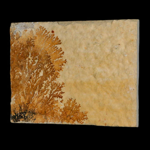 3.1" Pyrolusite Dendritic Limestone Solnhofen Upper Jurassic Age West Germany - Fossil Age Minerals