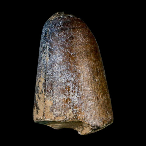 1.6" Sarcosuchus Imperator Crocodile Fossil Tooth Elrhaz FM Cretaceous Niger COA