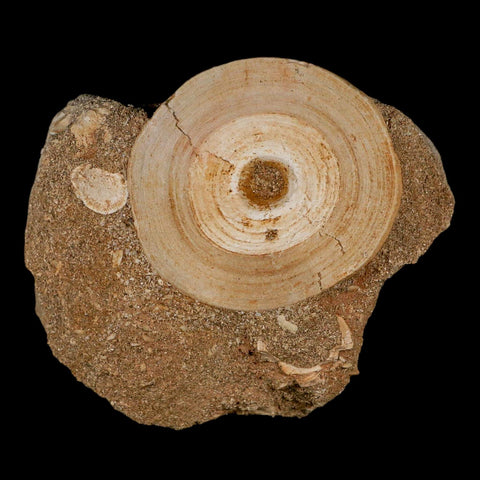 51MM Otodus Obliquus Shark Vertebrae Fossil Bone In Matrix Morocco COA - Fossil Age Minerals